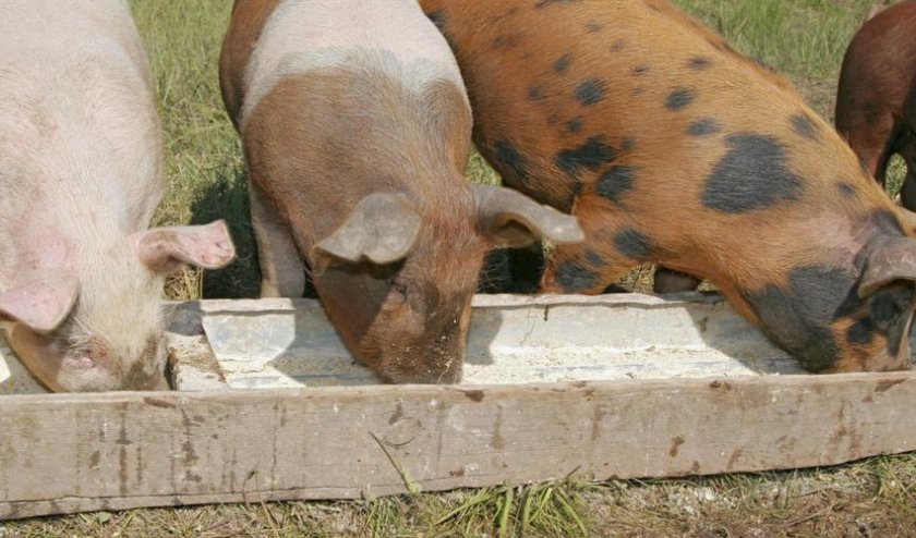 e5a3b0f5d24b98a760891d3a5c9639a9 Годування свиней в домашніх умовах: раціон і норми, чим можна годувати