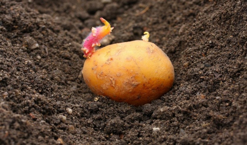 e5b9d7263a7ed83c2ad2233116ae9c53 Картопля Велетень: опис та характеристика сорту, особливості вирощування та догляду, фото