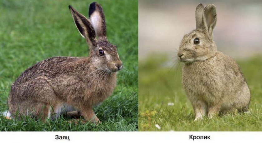 e5d6453be438f8c2fcd797ca51bb3e27 Чим заєць від кролика відрізняється: в чому різниця зовні