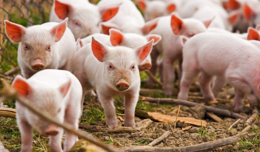 e631d581296b7c55bc2ae2159367dfac Годування свиней в домашніх умовах: раціон і норми, чим можна годувати
