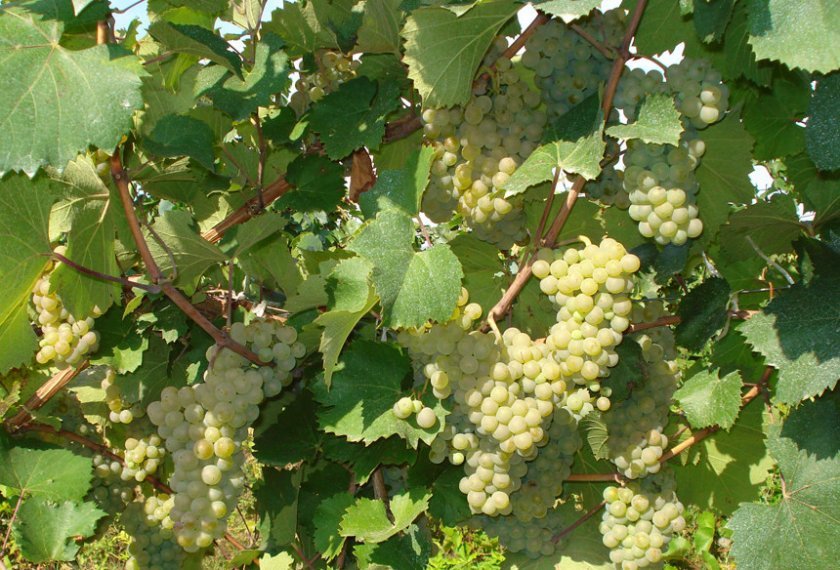 e6bda8ed09ca84f0cea4130143a1faee Вибір кращого сорти винограду для коньяку: опис, вирощування, процес виготовлення