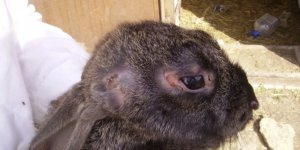 e6f2cf831581d8c23b8636f483833664 Чому кролики дохнуть (великі, маленькі) взимку і влітку: причини, що робити, як лікувати хвороби