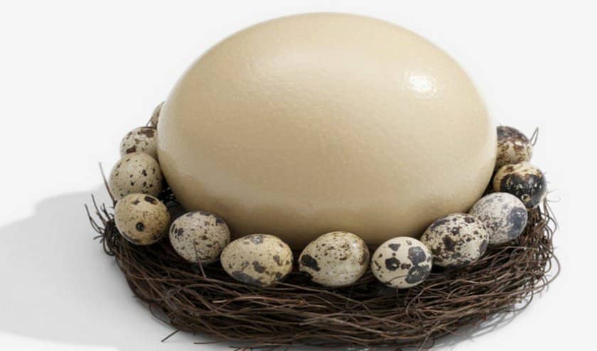 e8072d223d3ed4ec7dc11e5aa29bf408 Страусине яйце: користь і шкода, розмір, вага і смакові якості, як правильно приготувати і скільки варити, фото