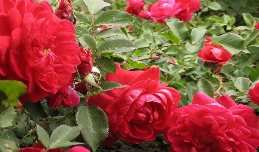 e92b79ec2dfda45b31bbb0b128bafd13 Канадські троянди: опис сортів з фото, посадка й догляд, особливості вирощування