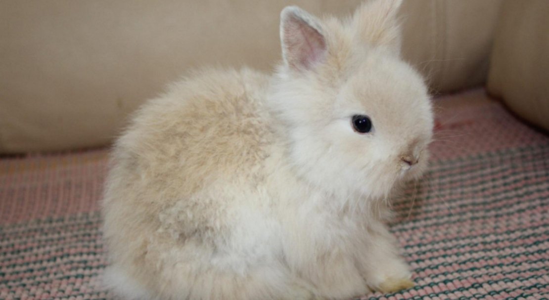 e9782fd66aaa97e2f030def0bb63d6bb Ангорський декоративний кролик: опис породи і фото, догляд та утримання в домашніх умовах, чим годувати