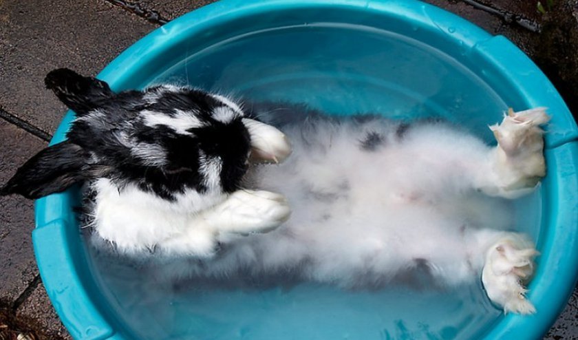 eab80700d4f56af709aca9fcb0eb0374 Чи можна мити кроликів в домашніх умовах: методи миття, рекомендації по догляду