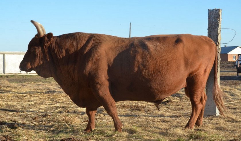 eb62fb751541b490b47353d6e3c04251 Скільки важить корова, бик, теля: середні показники, розрахунок ваги, рекордсмени по вазі