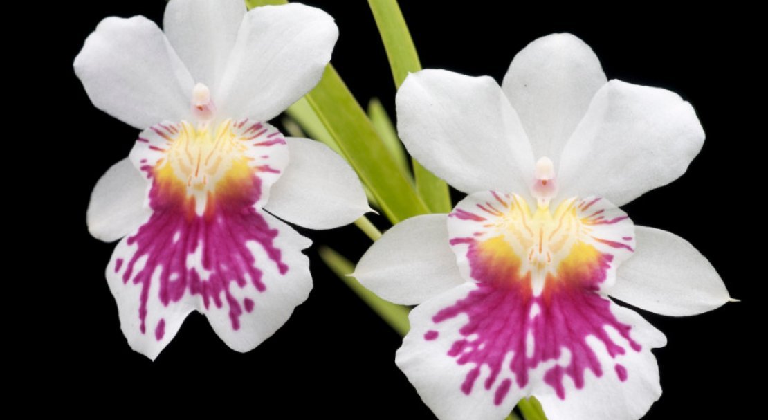 ebcdabaf5d79a95c6de122e198838a23 Самі красиві орхідеї: ТОП 13 кращих видів та їх опис, фото
