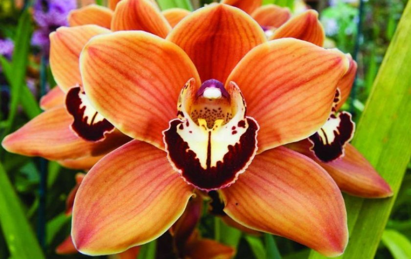ed5924cda84623e0e092dbd52c682e55 Самі красиві орхідеї: ТОП 13 кращих видів та їх опис, фото