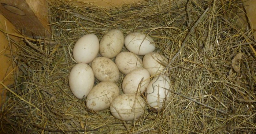 ed687514d7f71ac26468c113fb831282 Скільки днів сидить на яйцях індокачка до появи каченят: як довго, скільки часу квочка висиджує яйця?