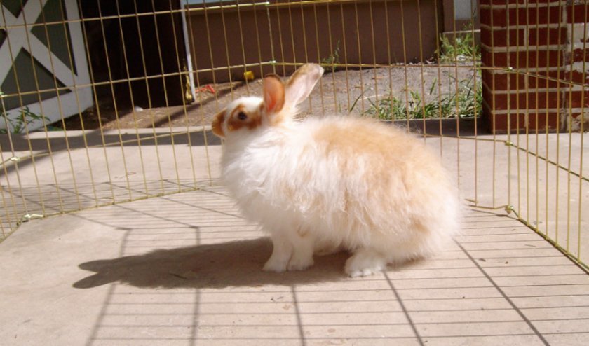 ed922c97046067e9752eee762ff38147 Ангорський декоративний кролик: опис породи і фото, догляд та утримання в домашніх умовах, чим годувати