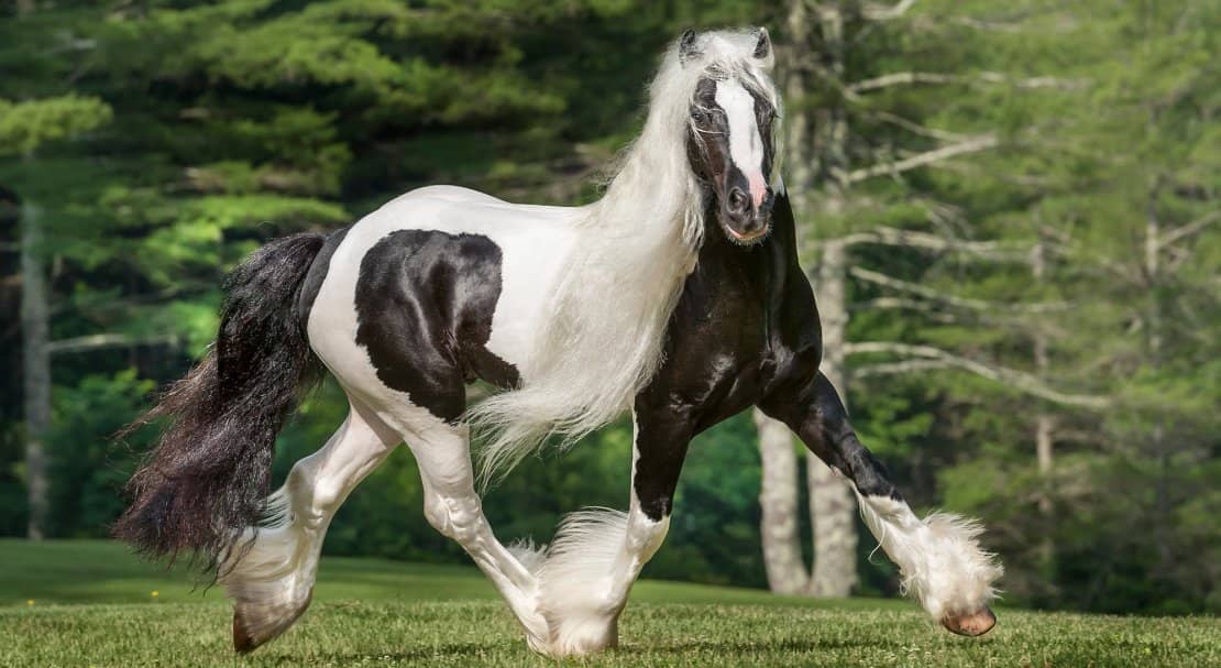 ee0ad400a068f36447b9293e52d0844d Циганські коні: опис і зміст породи, переваги та недоліки, особливості догляду, фото
