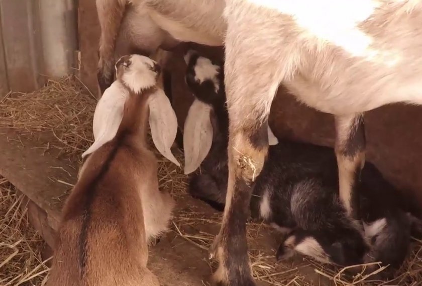 eeba0952b2953a3b7f7fbb99e4f53d1d Нубийские кози: опис породи з фото, особливості догляду, скільки дає молока