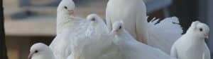 ef08a79e3e35acd06de6f5e895703ad0 Чому ніколи не видно пташенят голубів, як вони виглядають, де ховаються