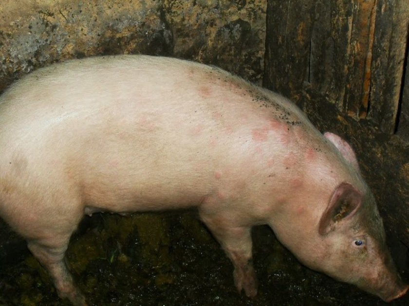 ef2175b2638844681309dbecebce678f Пика у свиней: симптоми і лікування в домашніх умовах, вакцина (сироватка) проти хвороби, чи є мясорожа у свиней