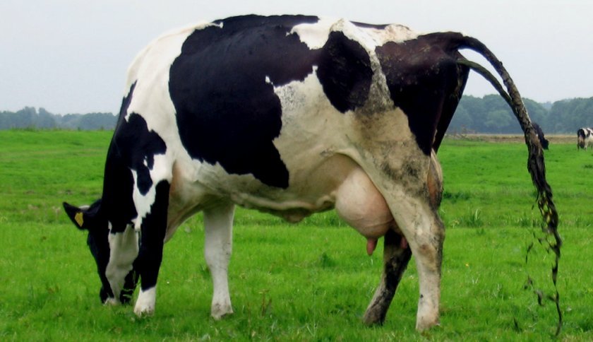 ef6fa2f3902927bb413855f1050d5caf Пронос у корови: причини і лікування в домашніх умовах (медикаментами, народними засобами)