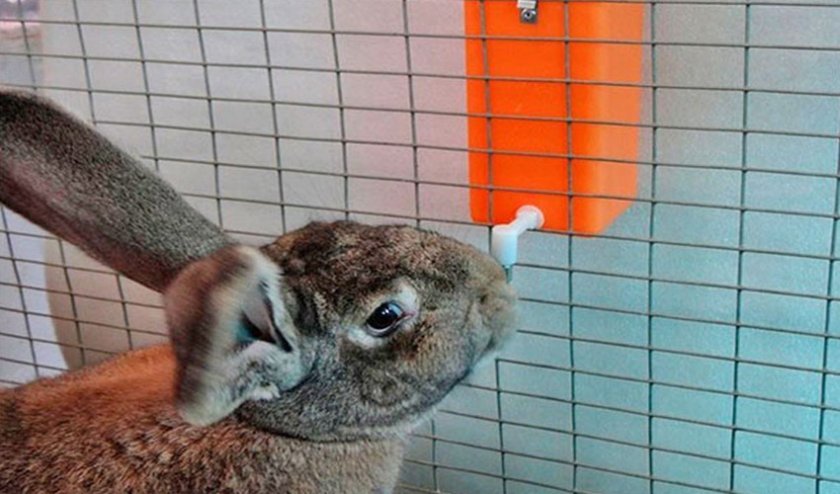 ef963d157b1042ec181db1dbba7ce7c0 Поїлки для кроликів: як зробити своїми руками в домашніх умовах, як встановити і привчити кролика до поїлки, креслення, фото, відео