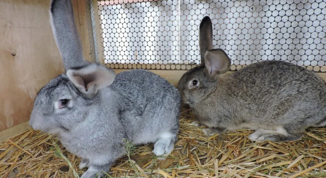f006358e150fae3fd4fa67c98383f7bc Сірий велетень (порода кроликів): опис, фото, розведення та утримання, годування