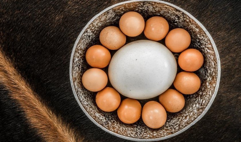f1614e38b810c54d5b8645c2d5aafcf5 Страусине яйце: користь і шкода, розмір, вага і смакові якості, як правильно приготувати і скільки варити, фото
