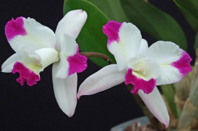 f166b1b0c47c5b7f2adc00dab1d56130 Самі красиві орхідеї: ТОП 13 кращих видів та їх опис, фото