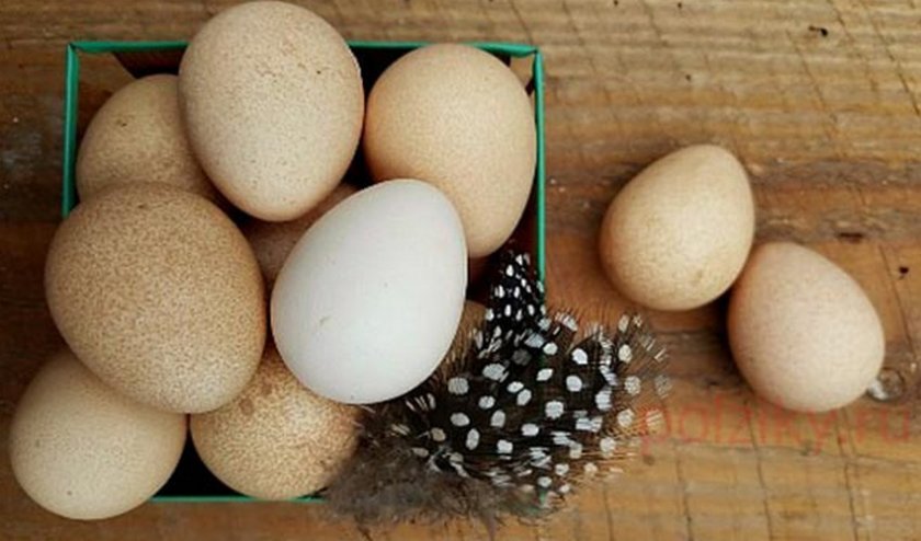 f1db5163993383a7832465fa19cb6181 Яйця цесарки: користь і шкода, калорійність, як виглядають, розмір, вагу, як правильно готувати і скільки варити, фото