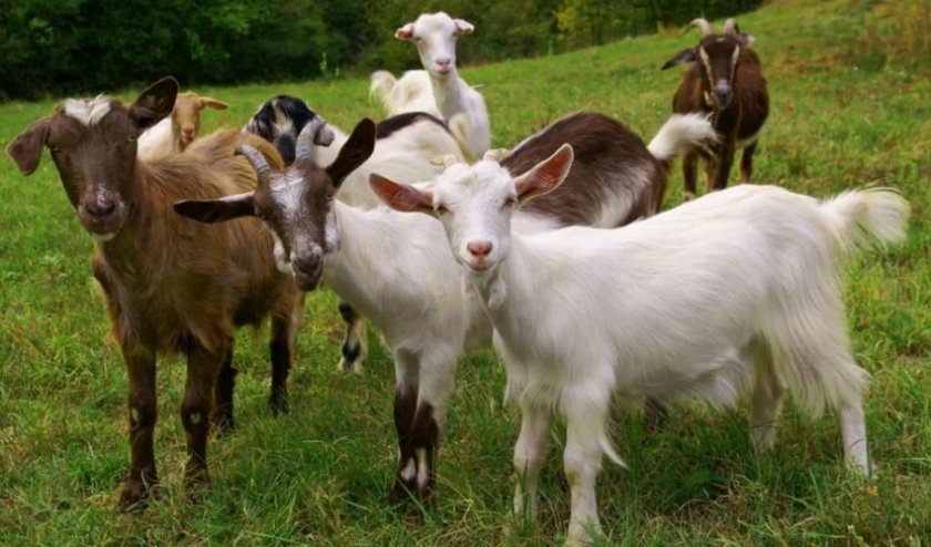 f267d00a22a6eb7f503e763fba186dda Кров у молоці у кози: причини появи, лікування і профілактика можливих захворювань