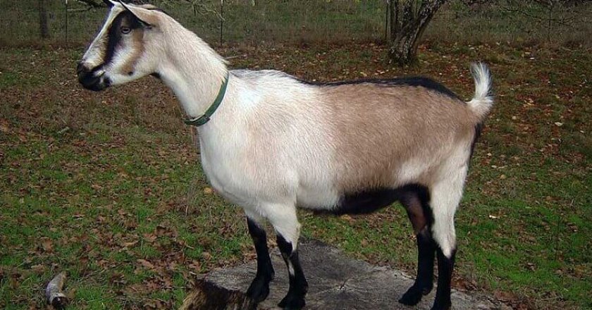 f2d10241e6f611c89d0ad4cd3f918b82 Альпійські кози: опис породи та особливостей догляду, фото, відгуки власників
