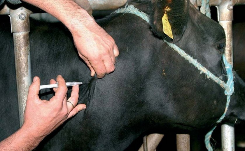 f312ce817af3042890a322e67ee742d5 Нодулярный дерматит у корів (великої рогатої худоби): ознаки і лікування, профілактика і вакцина