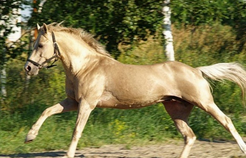 f363ec3faa9abc23974aba9f74a7739b Солова масть коней: опис і зміст порід, переваги та недоліки, особливості догляду, фото
