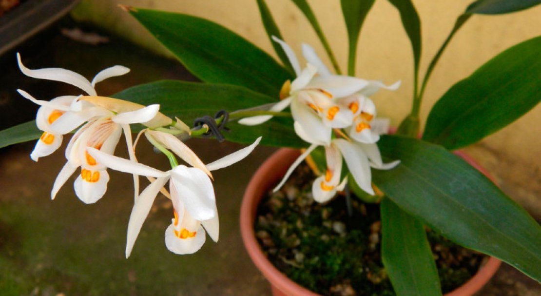 f368592673def112001f717e07f3366f Самі красиві орхідеї: ТОП 13 кращих видів та їх опис, фото