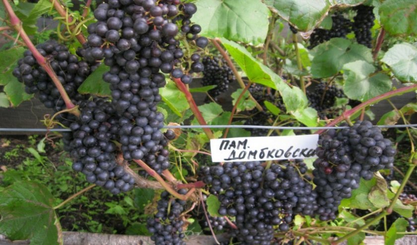 f3af4459c656b852b02b7d1dae8366e7 Кращі сорти винограду для Сибіру: опис і особливості вирощування, фото