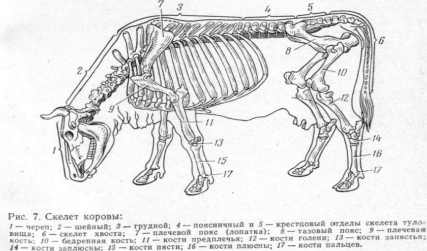 f3b3899fc61c9d26c2dee5de602b1859 Скелет корови з назвою кісток: анатомія