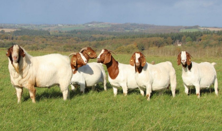 f4c90fee1830e251d8c547f902757d1d Скільки живуть кози в домашніх умовах і від чого залежить тривалість їх життя