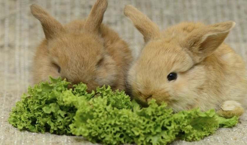 f4cd15b90105514f0d8c1bb51ec37383 Чи можна давати траву лободу кроликам: корисні властивості та можливу шкоду рослини
