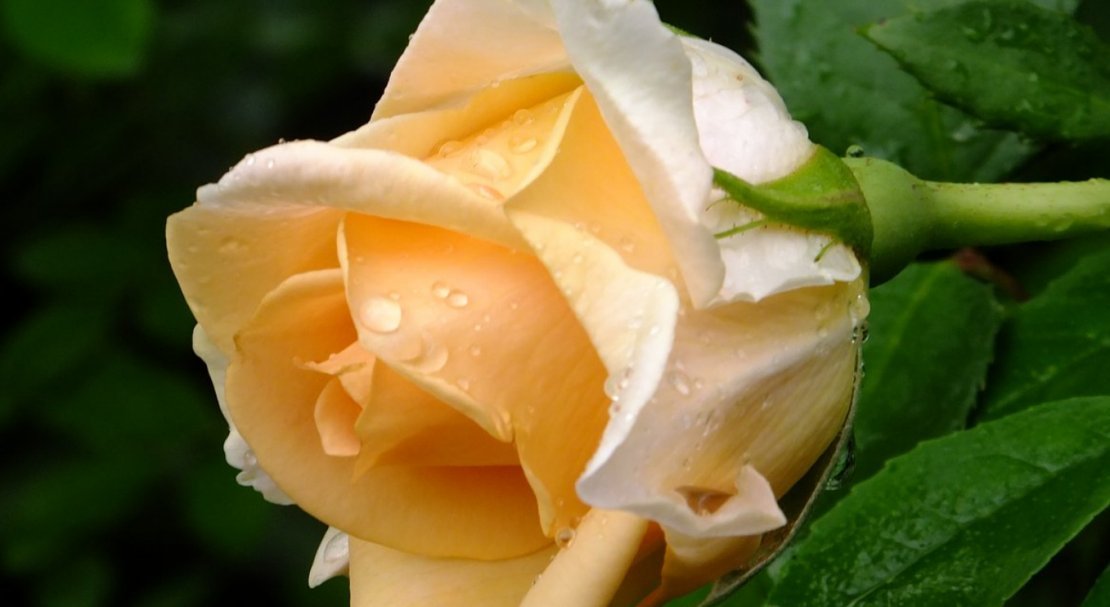 f4f6424605deaa57386c545cb684b99b Троянди чайно гібридна Версилия: фото і опис, посадка і догляд у відкритому грунті