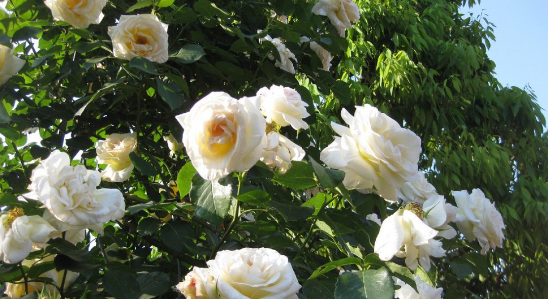 f59ca3ee330638827afbc731df3bf44c Роза Шнеевальцер: опис і характеристики троянди, способи розмноження, вирощування і догляд