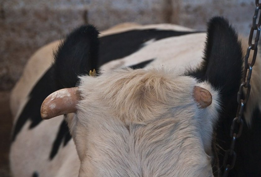 f59d67f88f0aca0946e709f17c9189de Роги корови: навіщо вони потрібні, будова, фото і картинки, що робити, якщо корова зламала ріг, як визначити вік по рогах, методи видалення