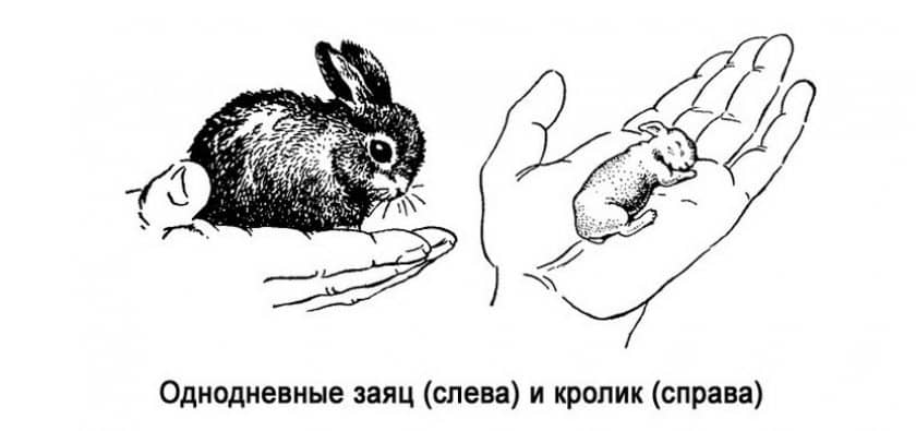 f60c0ebcdfde0a911bc0f750d70819b2 Чим заєць від кролика відрізняється: в чому різниця зовні