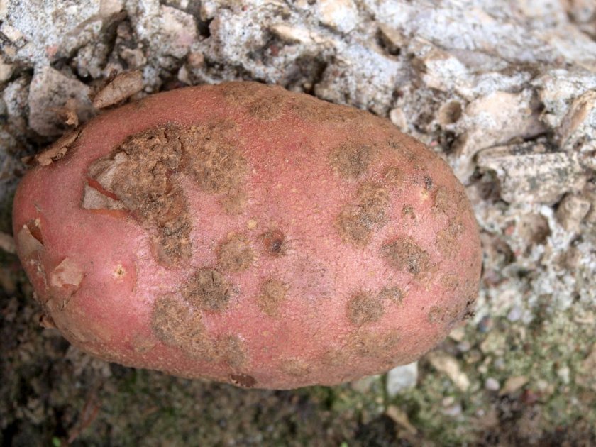 f64c28f9372dd13aa8b2d9e2b47b941c Картопля Снігур: опис та характеристика сорту, смакові якості, вирощування і догляд, фото