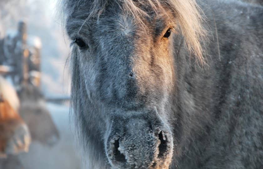f67f25b6a4aa8a92b6c7b19b9c9bba0d Якутська кінь: опис та характеристика породи з фото, особливості догляду, утримання та харчування, відео