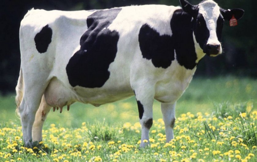 f6c1912dc6bbc327df26deed48dfc347 Голштинська (голштино фризька) порода корів: характеристика, фото, молочна продуктивність, раціон годування, догляд
