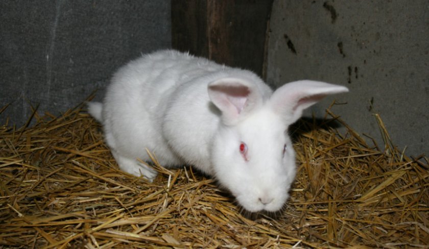 f742e09d3ea58e1800283f7b47de6652 Кролик білий паннон: характеристика і опис породи, фото, особливості змісту