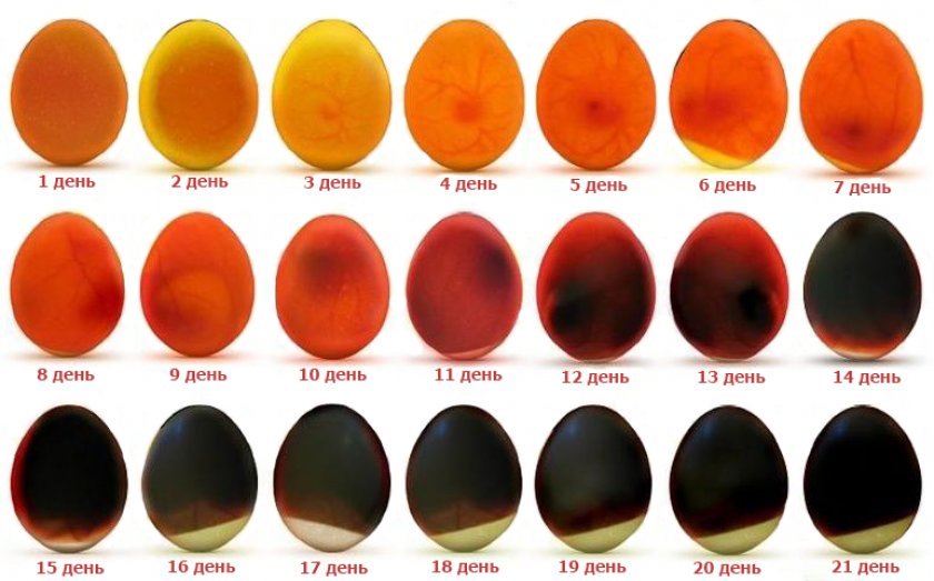 f74d7a555ef6a4d274534753345bcea0 Овоскопирование яєць по днях (курячих, перепелиних, гусячих, індичих, качиних): під час інкубації, який показник не враховується, фото, відео