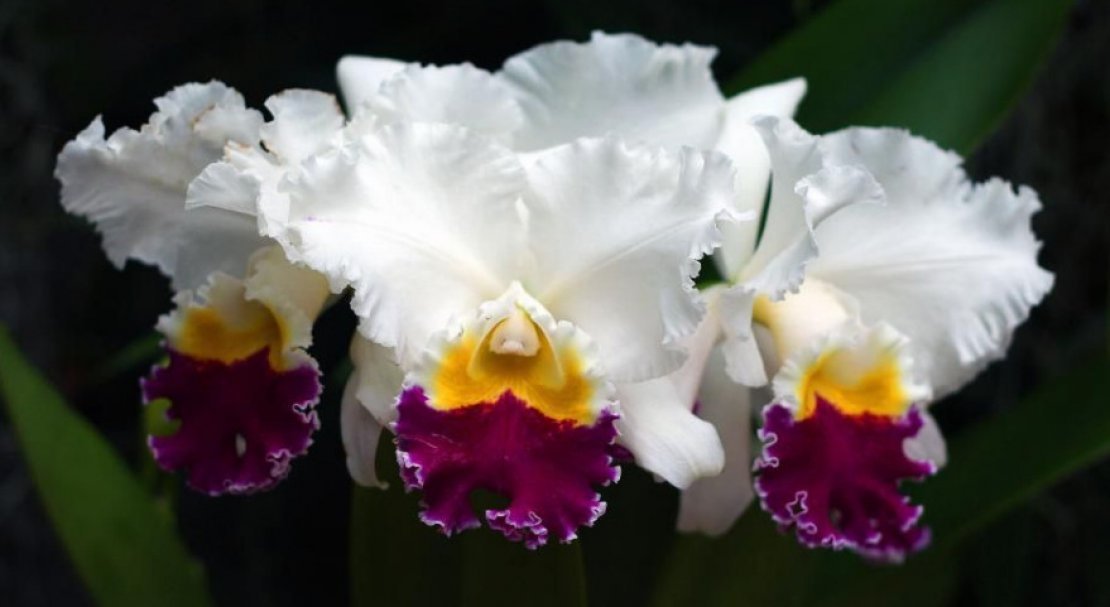 f7db8eedb6aba5f52de25644e569e72f Самі красиві орхідеї: ТОП 13 кращих видів та їх опис, фото
