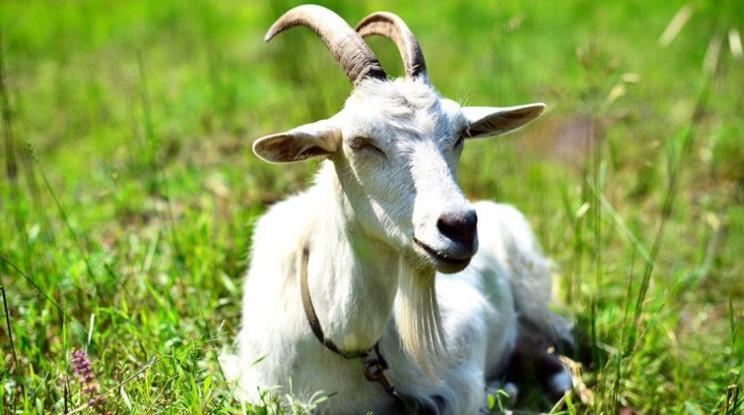 f87eac5aaf7216f345c77970e5284aa0 Мастит у кози: ознаки і лікування в домашніх умовах (антибіотиками, народними засобами), причини появи, відео, фото