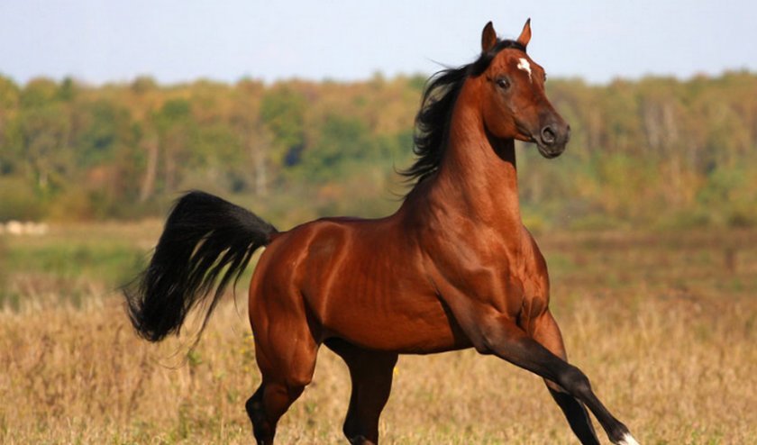 f8965a42a958dd8b6622c84e6565620e Арабська порода коней: характеристика, зміст і догляд, профілактика хвороб, фото