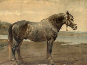 f93a120182aca43b62f15bca457e86d2 Російський ваговоз — порода коней: фото і опис, вага, догляд та годівля