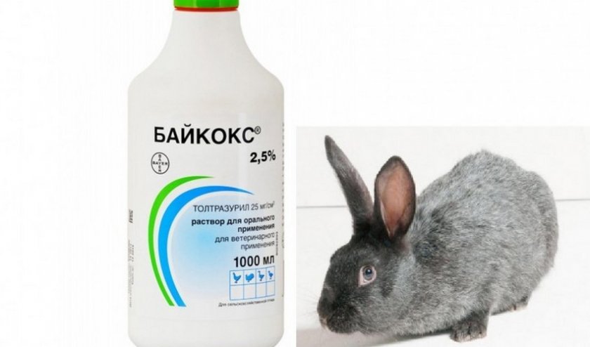 f94926391a86ce825cc2c781fcb37289 «Байкокс» для кроликів: інструкція із застосування, лікування і профілактика, дозування