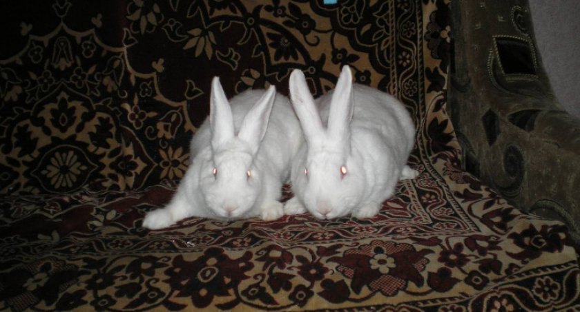fac7b1f332a90dd032ca8e4e81136e94 Кролик білий паннон: характеристика і опис породи, фото, особливості змісту