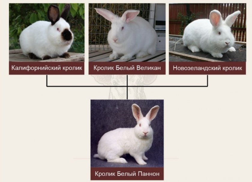 facf09b0a65249b5df678a4a1a56098c Кролик білий паннон: характеристика і опис породи, фото, особливості змісту